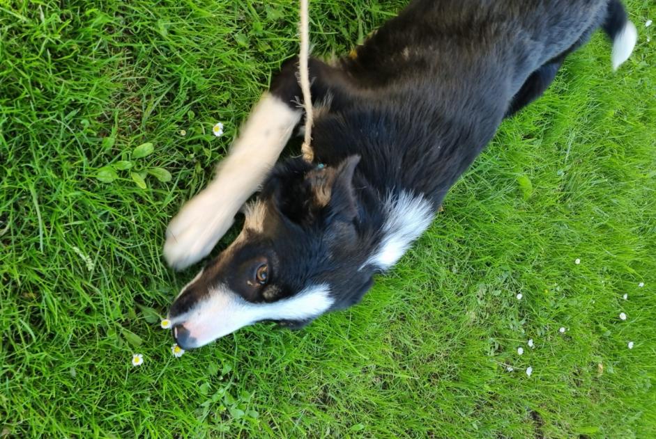 Discovery alert Dog Female Hasparren France Discovery alert Dog Female Hasparren France