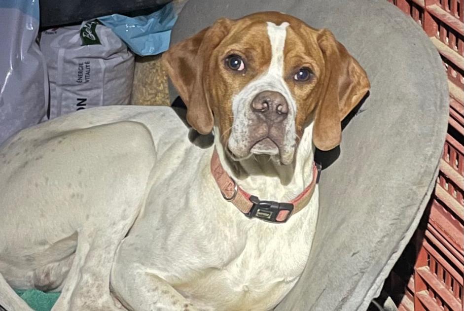 Disappearance alert Dog Male , 1 years Bruges-Capbis-Mifaget France Disappearance alert Dog Male , 1 years Bruges-Capbis-Mifaget France