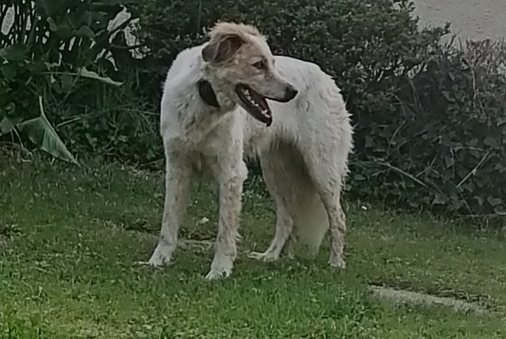 Discovery alert Dog Unknown Boumourt France Discovery alert Dog Unknown Boumourt France