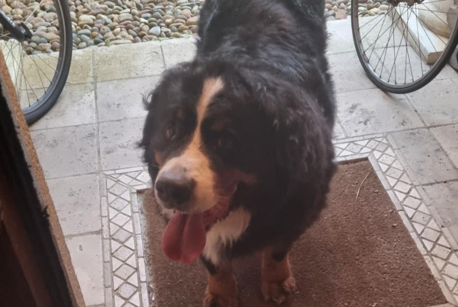 Alerta de Hallazgo Perro Desconocido Anglet Francia Alerta de Hallazgo Perro Desconocido Anglet Francia