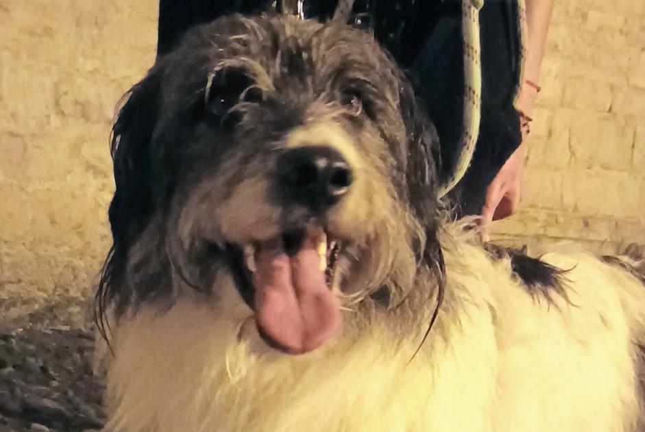 Alerta de Hallazgo Perro cruce  Macho Oloron-Sainte-Marie Francia