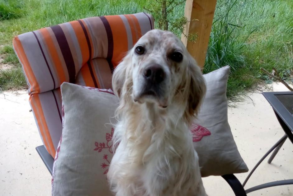 Alerta de Desaparición Perro  Hembra , 6 años Momas Francia