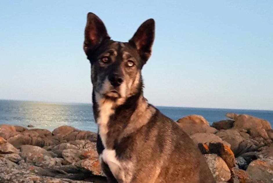 Alerte Disparition Chien croisement Mâle , 6 ans Saint-Jean-de-Luz France Alerte Disparition Chien croisement Mâle , 6 ans Saint-Jean-de-Luz France