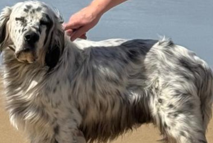 Alerte Disparition Chien Mâle , 25 ans Larrau France Alerte Disparition Chien Mâle , 25 ans Larrau France