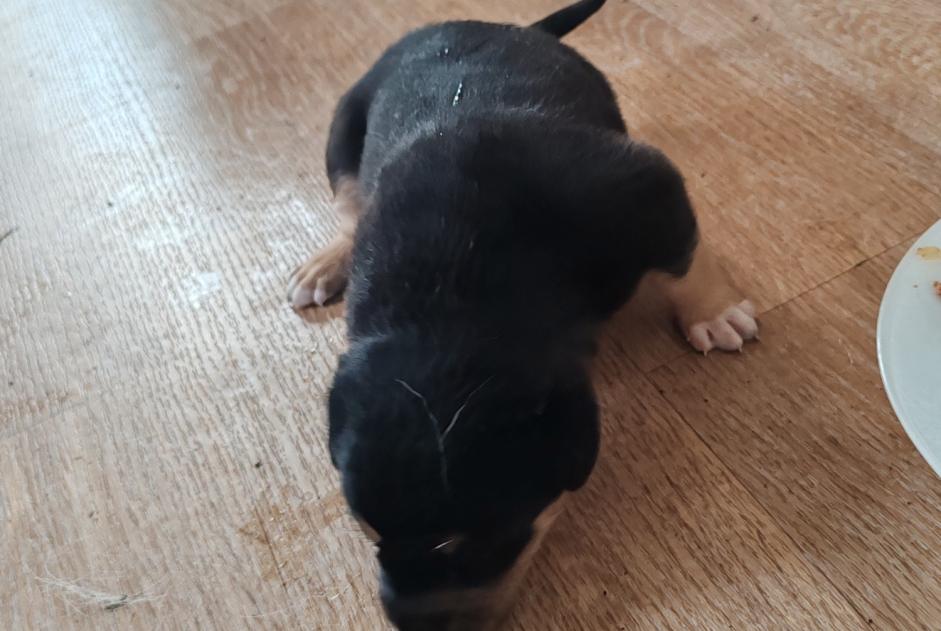 Alerte Découverte Chien croisement  Femelle , Entre 1 et 3 mois Aïcirits-Camou-Suhast France